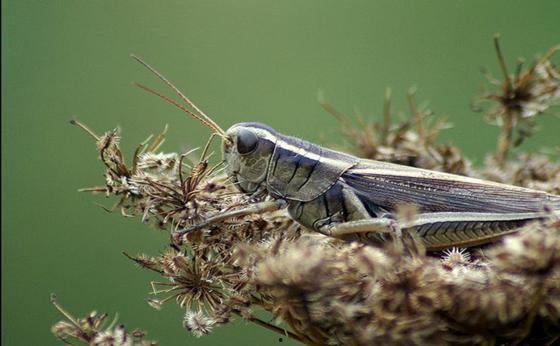 亚洲飞蝗,肆虐的生态灾难与防治挑战
