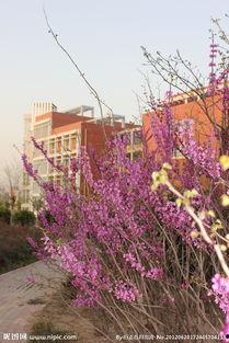 亚洲图片校园春色,亚洲校园春色画卷